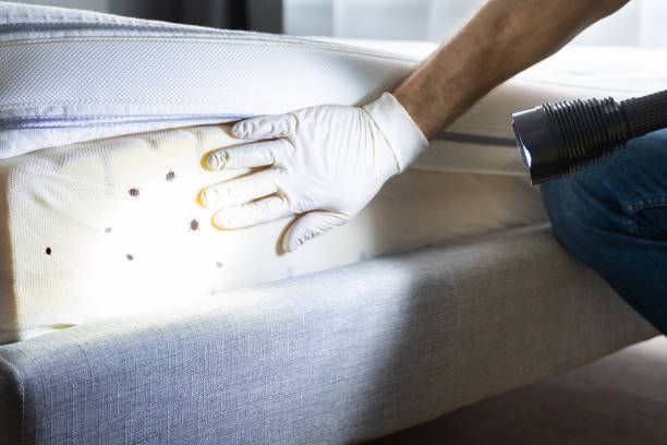 Best Termite Control Services  in Eastman, GA