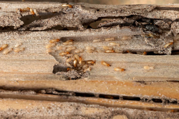Spider Control Near Me in Eastman, GA